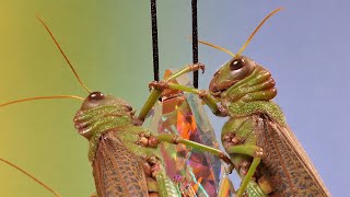 MACRO 4K  Grasshoppers  Tropidacris collaris  Tetrataenia surinama  Lumix FZ2000  FZ2500  FZH1 [upl. by Meier]