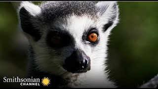 Stink Flirting Among Lemurs is a Thing It Can Attract or Offend 💨  Smithsonian Channel [upl. by Krisha294]