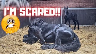 Whats wrong Im very scared Thats how it started with Queen👑Uniek  Friesian Horses [upl. by Emogene979]