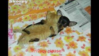 Funny Cats lol2 [upl. by Godfry]