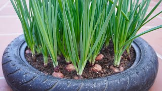 FULL TIME How to Grow Onion Tips Gardening Hacks Vegetables Balcony and Rooftops [upl. by Geraint]