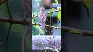 Rock Sparrow Perched on Branch birds birdsounds birdslover wildlife birdlife birdphotography [upl. by Adkins349]