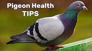 Pigeon Diseases and Treatment [upl. by Eentirb]