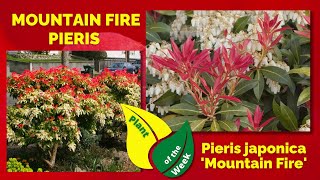 MOUNTAIN FIRE PIERIS  Pieris japonica Mountain Fire [upl. by Seroka846]