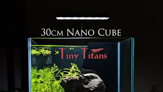 Shrimp Aquascape  30CM Cube Aquarium  Step by Step Tutorial  Part 2  How To nanoaquarium pune [upl. by Mathews]