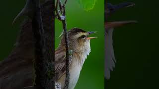 Sedge warbler Singing song Sivsanger Schilfrohrsänger gesang Rietzanger geluid Rokitniczka shorts [upl. by Ramsay983]