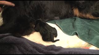 Hannah the Bernese Mountain Dog  Puppy Birth  Part I [upl. by Mildrid849]