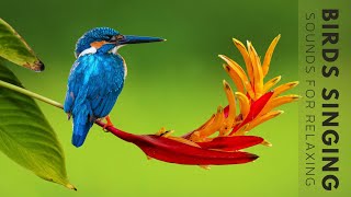 Nature Sounds  Birds Singing Without Music 24 Hour Bird Sounds Relaxation Soothing Nature Sounds [upl. by Nnylsoj]