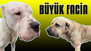 DOGOARGENTİNO ESCOBAR ALCAPONE’U AĞLATTI [upl. by Pliske]