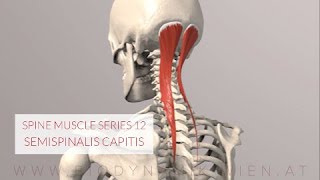 Spine Series 13 Neck Muscles Semispinalis Capitis 3D Animation [upl. by Anatsirhc]