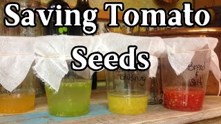 Complete Guide on How to Save Tomato Seeds for Next Season [upl. by Yelsnya25]