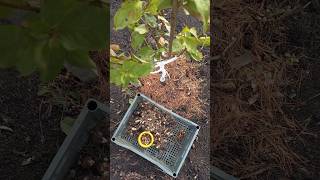 Planting Muscaries in My Circle Orchard 🌳 [upl. by Argyres]