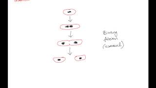 DC Leaving Cert Biology  Bacteria Monera I [upl. by Salamone]