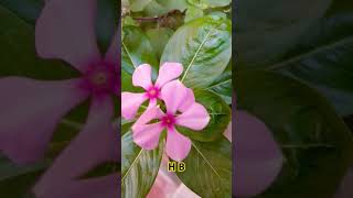 Phool Managua na Bahar maangu🍀🍀🍀shortvideo [upl. by Ecydnak]