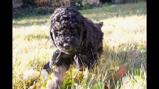 Temperament Testing for Hachi – Male Phantom Moyen Poodle Puppy  Funny Farm Poodles amp Doodles [upl. by Nylitsirk759]