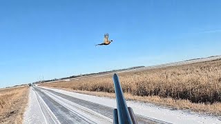 South Dakota Pheasant Hunting 01012024 [upl. by Ahsienal]