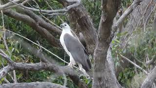 Whitebellied Sea Eagle  Haliaeetus leucogaster [upl. by Riebling]