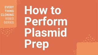 How to Perform Plasmid Prep [upl. by Ahsinek853]