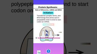 Protein Synthesis Initiation Elongation and Termination and Role of Ribosome mRNA and tRNA [upl. by Nlocnil]