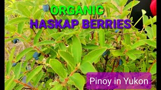 Organic Haskap Berries Picking Whitehorse Yukon [upl. by Ecam568]