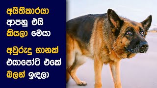 quotපැල්මා quot Movie Sinhala Review  Story Explained in Sinhala  Movie Reviews Sinhalen [upl. by Jessamyn]