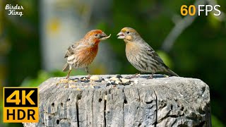 Cat TV for Cats to Watch 😺 Beautiful Birds Enjoy the Summer 🐦 8 Hours 4K HDR 60FPS [upl. by Diane]