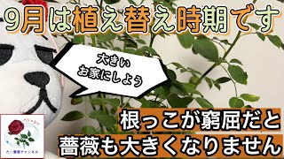 9月は薔薇の成長期第2弾🌹【植え替え】で大きなお家にしよう😊🐻 [upl. by Delila]