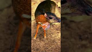 Mouse Deer ✮ The weirdest animal youve never heard of [upl. by Nywra]