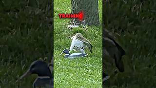 Peregrine Falcon hunting ducks trending wildlife peregrinefalcon falcon animals duck shorts [upl. by Aikemot]