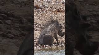 Warthog wallows In Mud [upl. by Corotto]