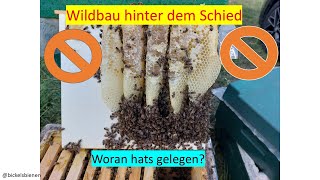 Wildbau hinter dem Schied und die mögliche Ursache [upl. by Philo]