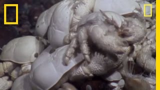 Ghostly Yeti Crab Swarms Discovered Near Antarctica  National Geographic [upl. by Nirehtak]