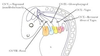 Medical Embryology  Development of the Pharyngeal Arches [upl. by Aimerej]