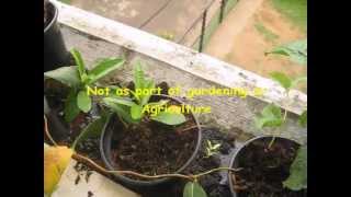 Mandevilla Propogation  Simple amp Successful [upl. by Tracay]