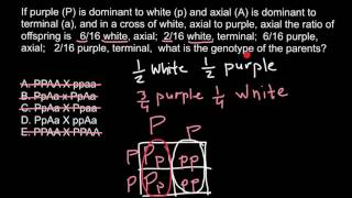 How to solve phenotypegenotype problems [upl. by Ardnusal973]