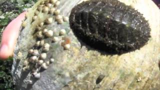 Mollusca Mossy Chiton [upl. by Turrell]