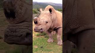 Epic Rhino Charge Caught on Camera 🦏 Shorts animals wildlife [upl. by Chita]