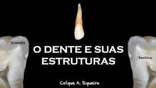 O Dente e suas Estruturas  Anatomia Dental [upl. by Ebocaj]