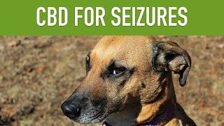 CBD FOR DOGS WITH SEIZURES  Can CBD Treat Epilepsy in Pets [upl. by Anhoj981]