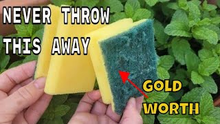 NEVER THROW THEM AGAIN  the sponges used are WORTH PURE GOLD on your plants in HOME AND GARDEN [upl. by Niltyak]