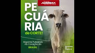 Garanta as Melhores Sementes de Capim para o seu Gado de Corte com Sementes Agromax  Safra 2024 [upl. by Arlie]