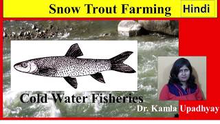 Fisheries Snow Trout Farming Schizothorax  Cold Water Fisheries  Schizothorax  Snow Trout [upl. by Jody]