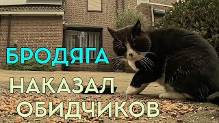 ИЗБАЛОВАННЫЙ ВОРОНИЙ СЫН И КОШАЧЬЯ МЕСТЬ😼 crow ворона животные наблюдение [upl. by Ydorb]