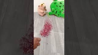 Reverse Video Beads reversevideo funny asmr onerunrun cat [upl. by Benildis559]