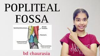 POPLITEAL FOSSA anatomy anatomy physiotherapy bdc poplitealfossa [upl. by Marashio]