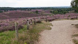 Wandelen op Nationaal Park Veluwezoom  Posbank  Natuurmonumenten  hei  heath  Walk National [upl. by Nellac]