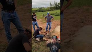 Arrancando chifre do boi na marra carloszordan agro fazenda bezerra gado bezerrada [upl. by Grubb]