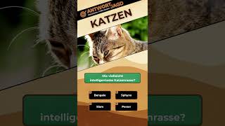 Katzenrassen im Fokus Blaue Augen Intelligenz und die haarlose Rasse katze katzen lustig cat [upl. by Accire448]