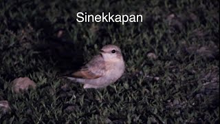 Sinekkapamayan 🙈😂 birds wildlife nature sinekkapan [upl. by Gnuhn]