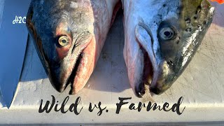 Taste test wild caught vs farmed salmon catch and cook [upl. by Anadroj71]